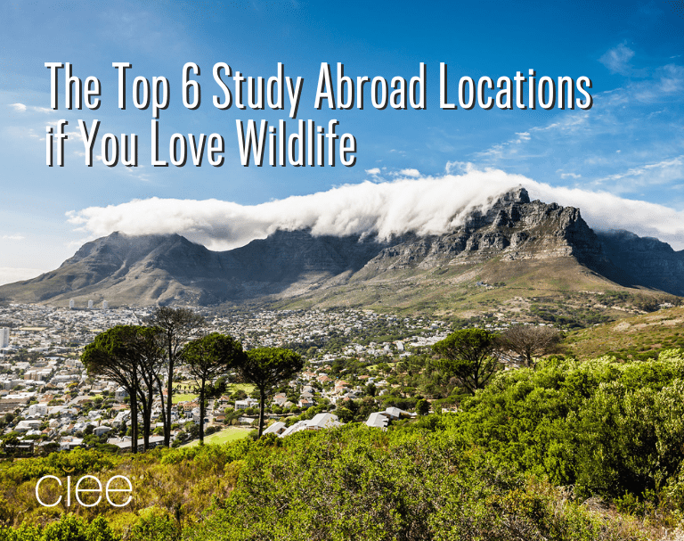 Top 6 Study Abroad Locations if You Love Wildlife