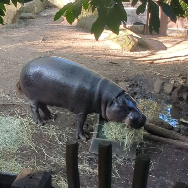 Hippo at Featherdale
