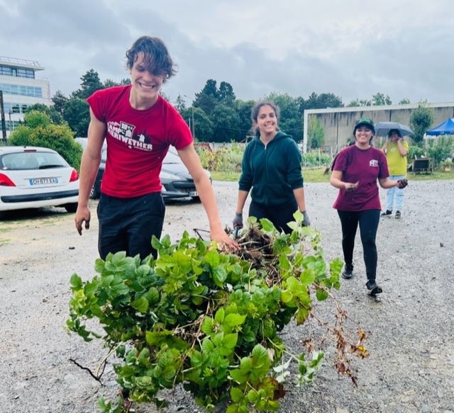 moving raspberry bush