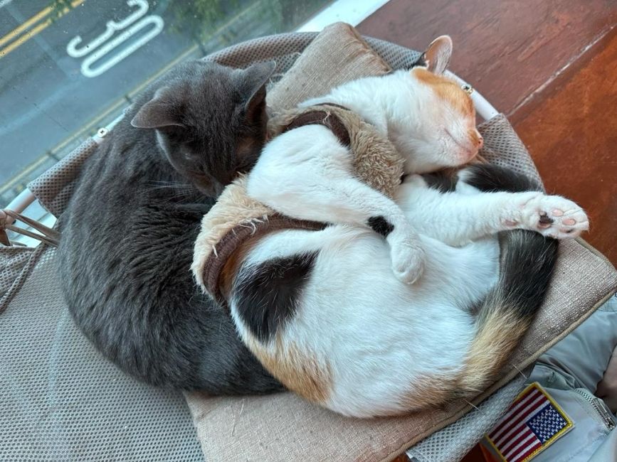 KAITLIN’S PIC(K)S: 	Cute, sleepy cats from the cafe.