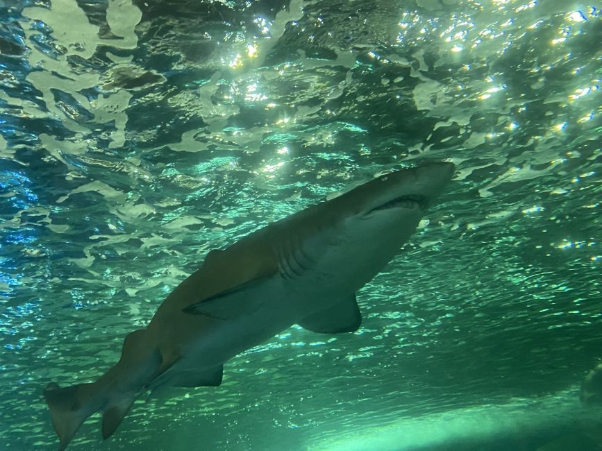 Sydney Sealife Aquarium