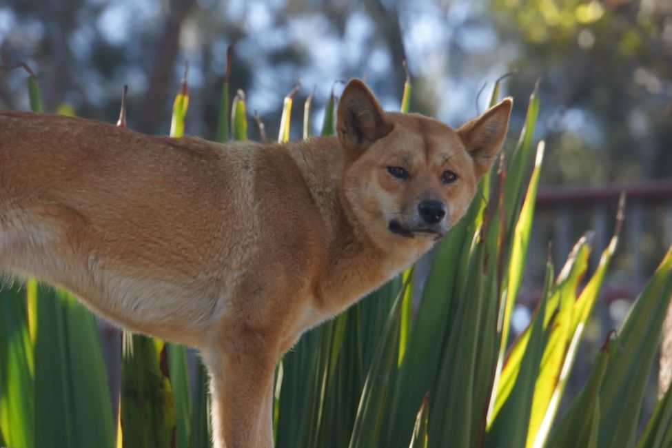 dingo