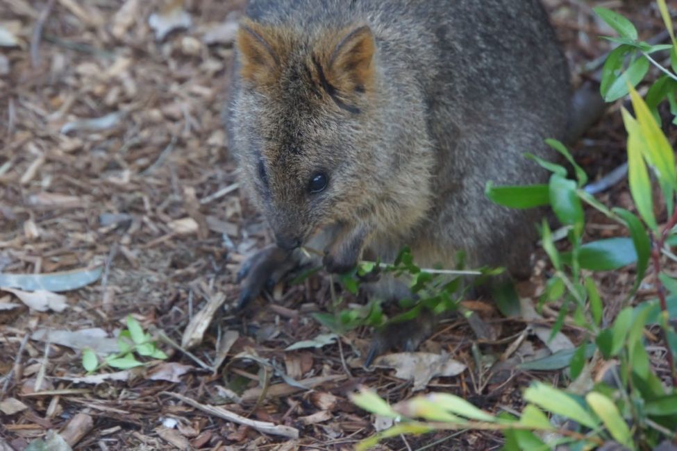 quokka