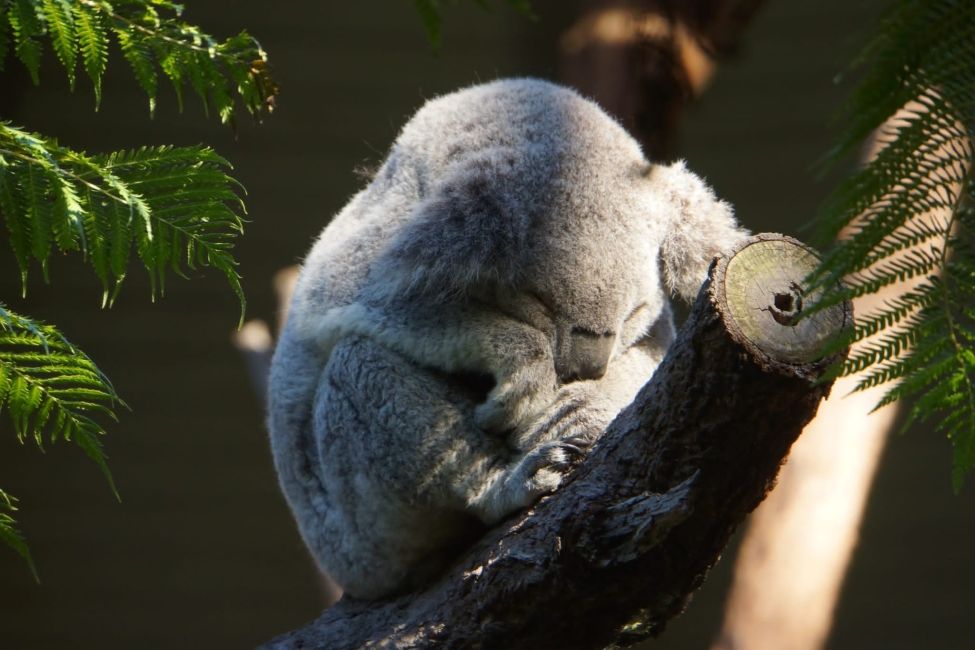 koala