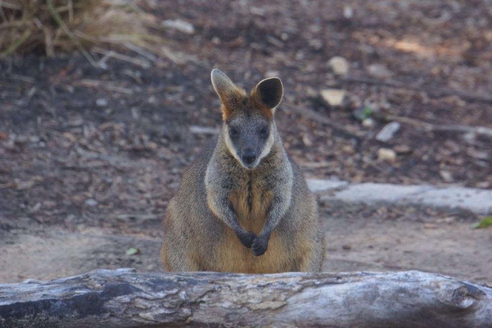 wallaby