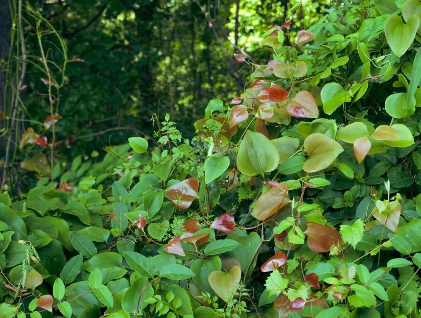 Georgia shrubbery