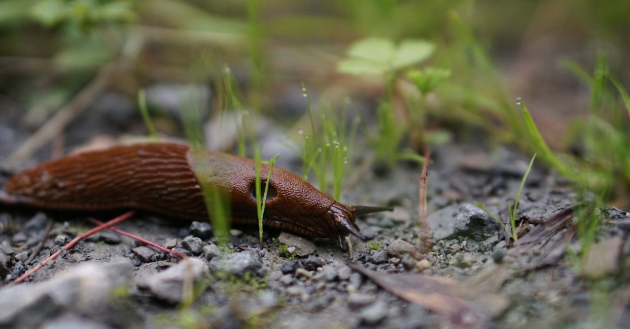 Slug