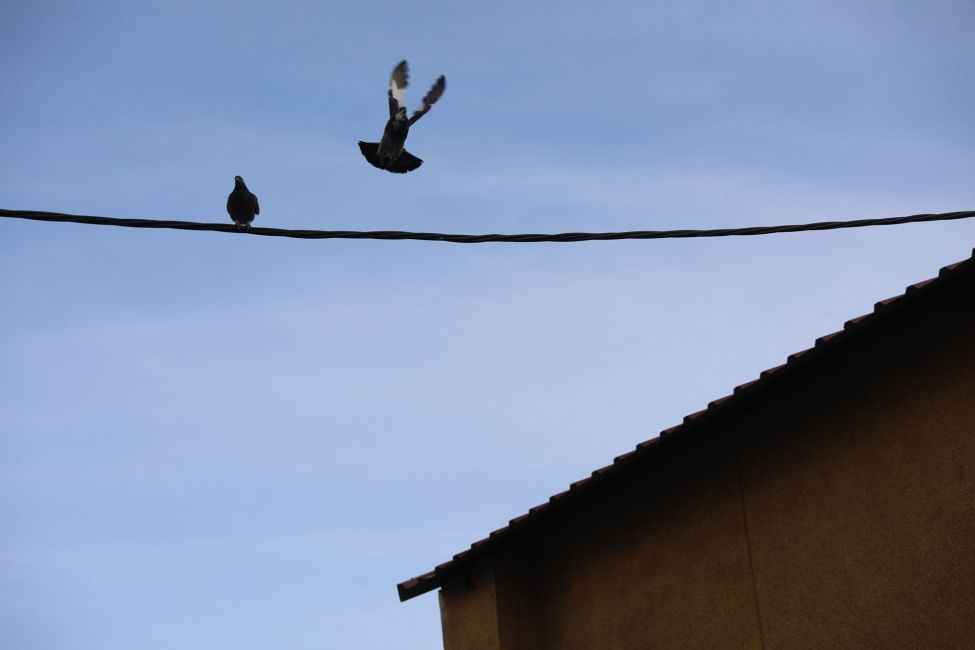 birds spain flying