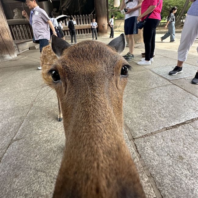 kyoto japan rodent mammal