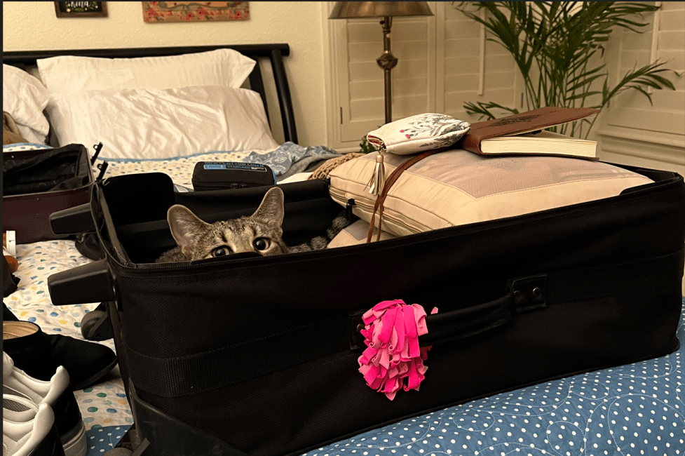 A cat peering over the edge of a suitcase