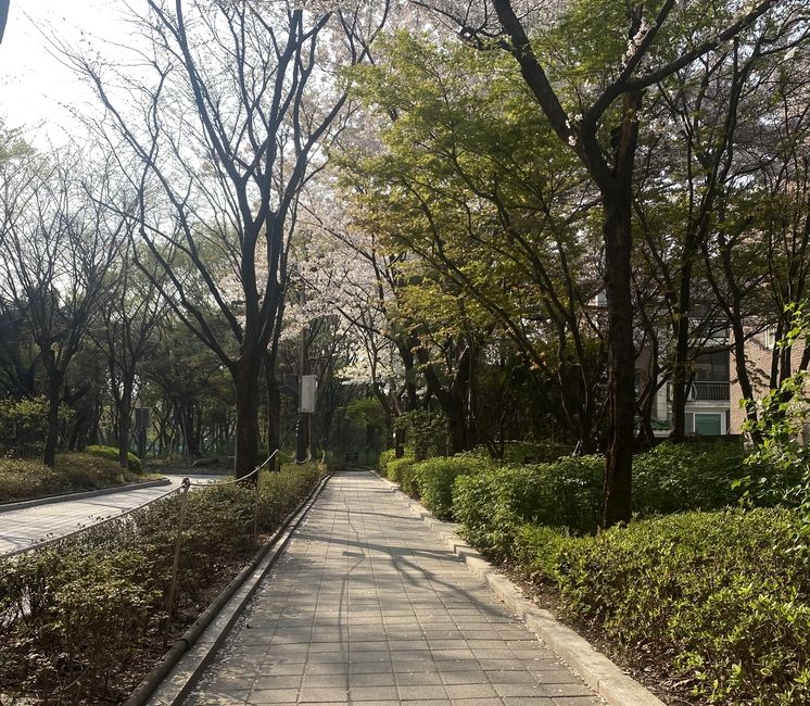 A sidewalk pathway, with hedges lining the sides. On the right side are an assortment of bloomed trees. The ones on the end of the sidewalk are cherry blossoms. 