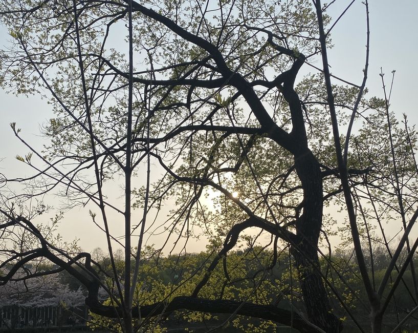 a tree in the foreground with a sunset poking out behind it. 