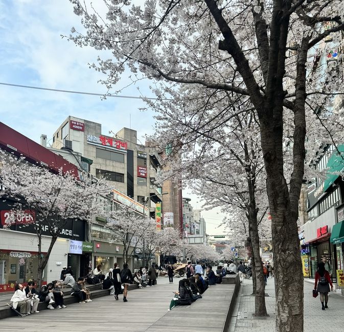 Cherry Blossoms around Sincheon