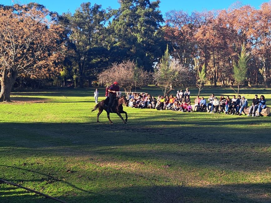 Gaucho