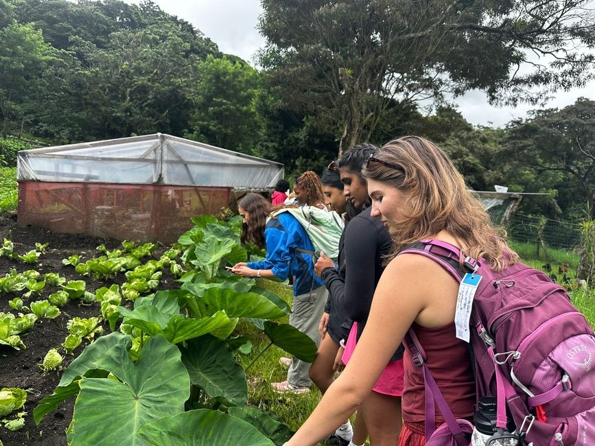 Students look at the campus garden. 