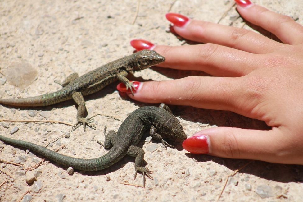 Lizards