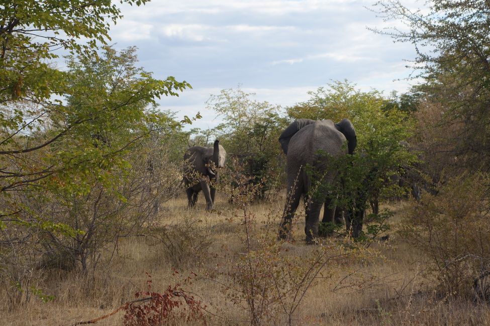 Elephants in the wild!