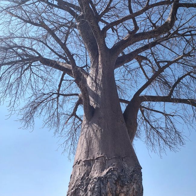Baobab tree