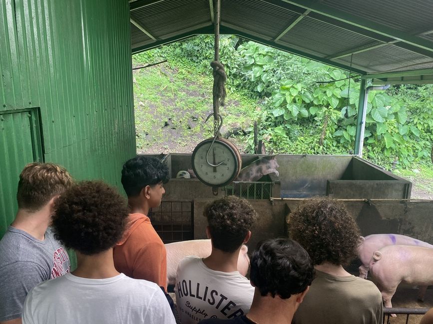 Students observe the pigs located on the campus farm.