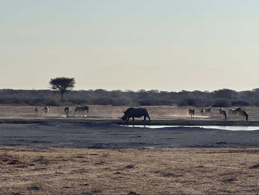 Zebras and rhino together at the water.