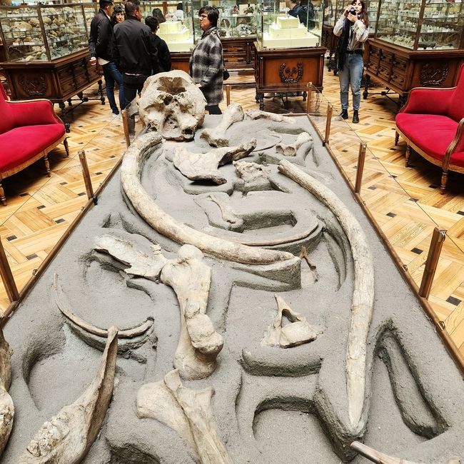 Fossil!