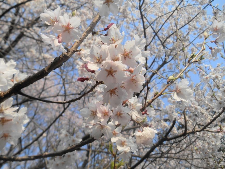 Cherry Blossom