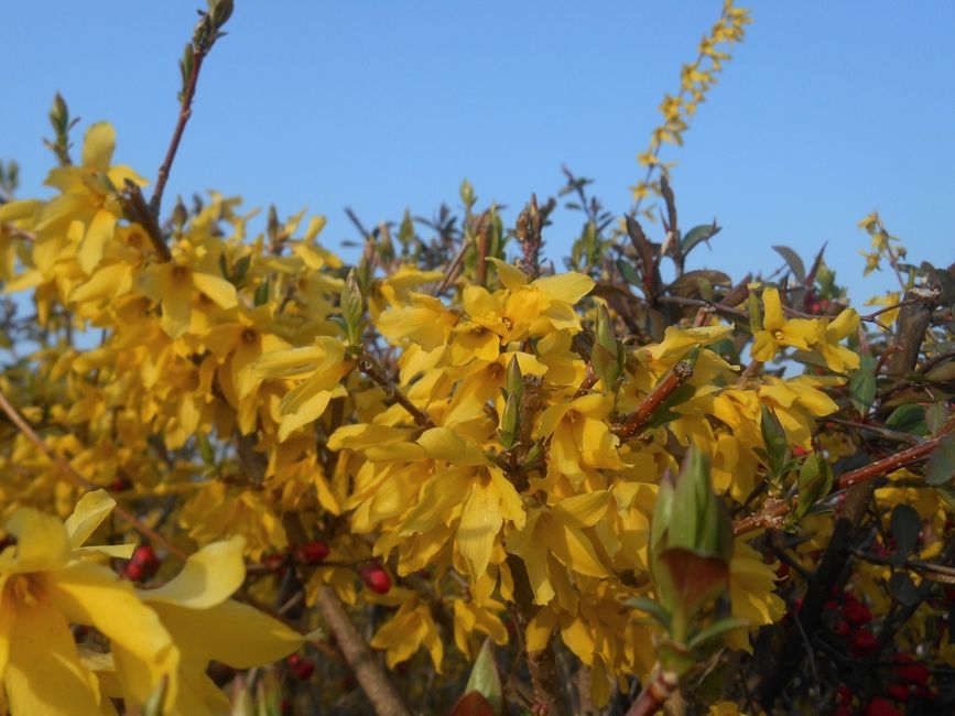 Korean forsythia