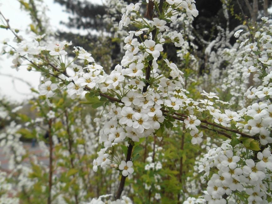Bridal wreath