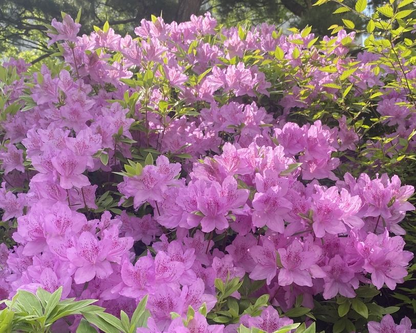 Azelea