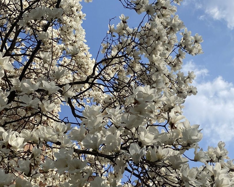 Magnolia