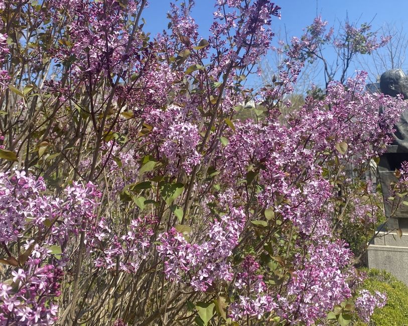 Lilacs