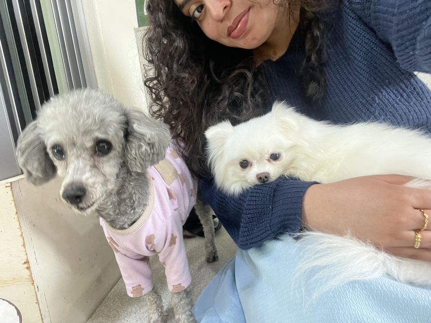 Dog Cafe