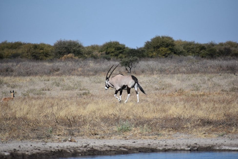 Gemsbok in the CKGR