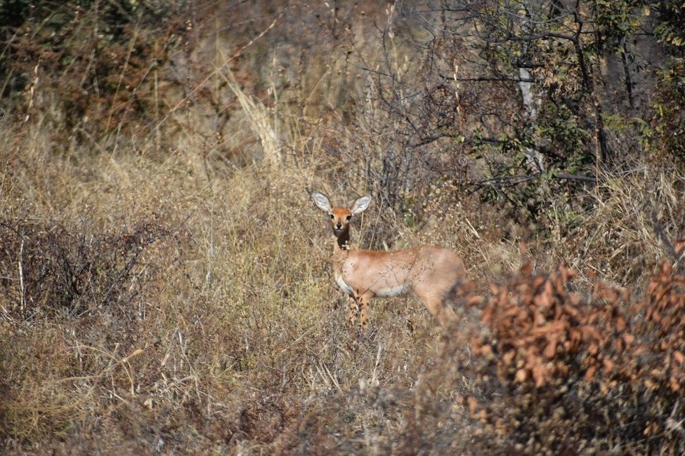 Steenbok in the CKGR