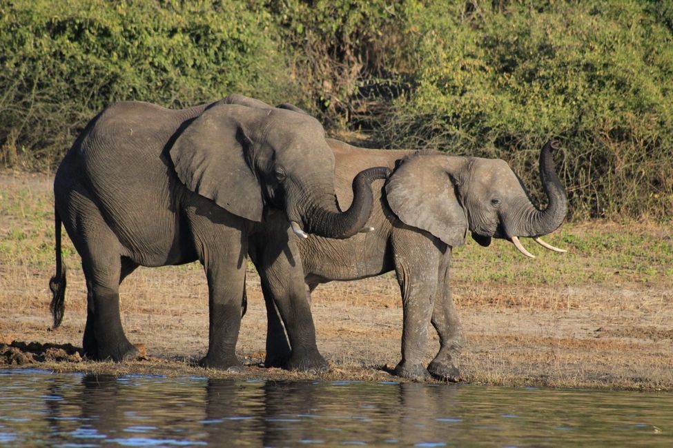 Elephants on our Chobe River cruise