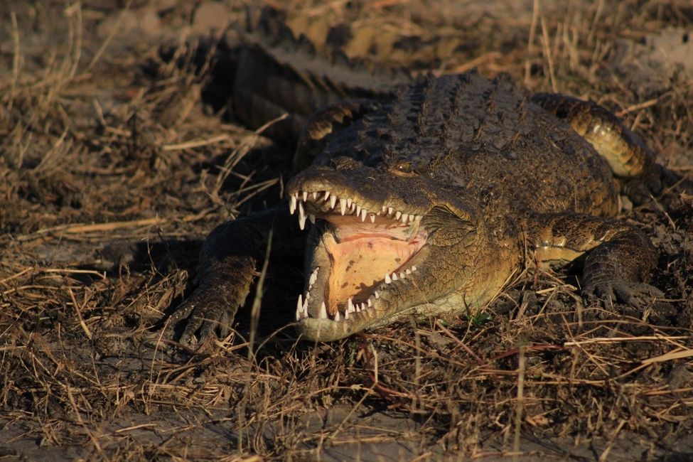 Crocodile on our Chobe River cruise