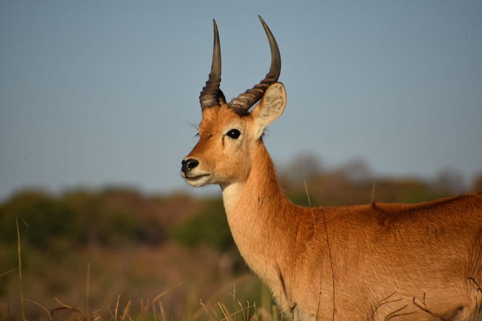 Puku on our Chobe River cruise