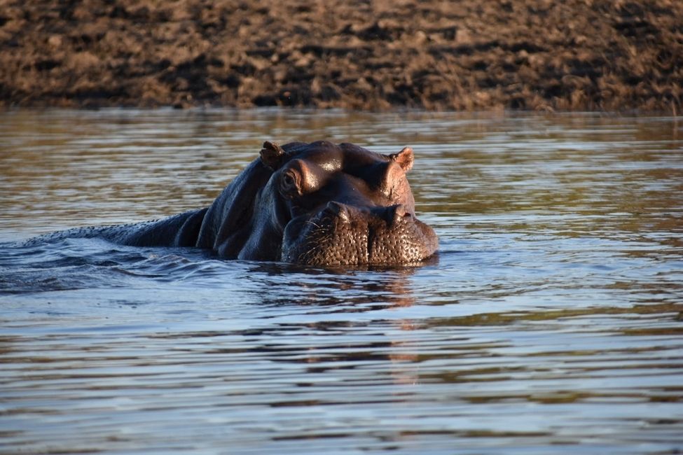 Hippo on our Chobe River cruise