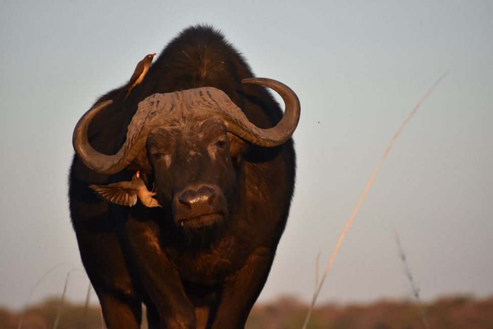 Cape Buffalo