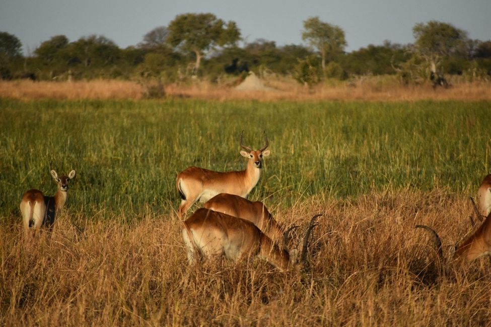 Red lechwe in the Okavango Delta