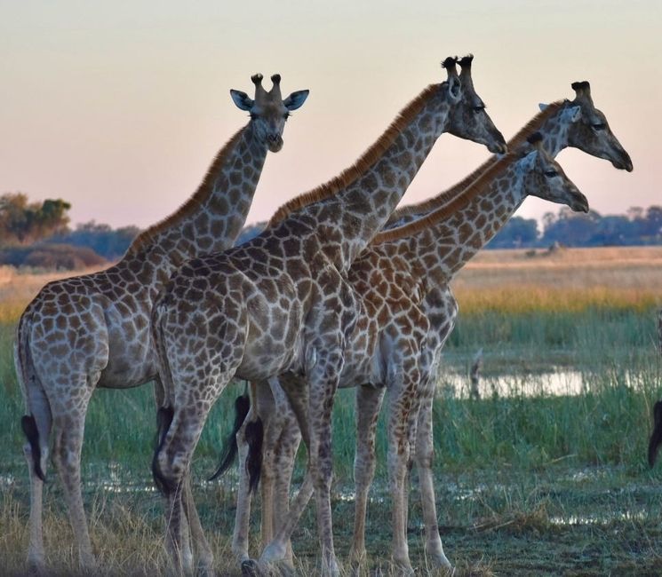 Giraffes in the Okavango Delta