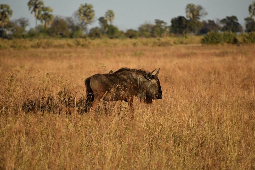 Wildebeest in the Okavango Delta