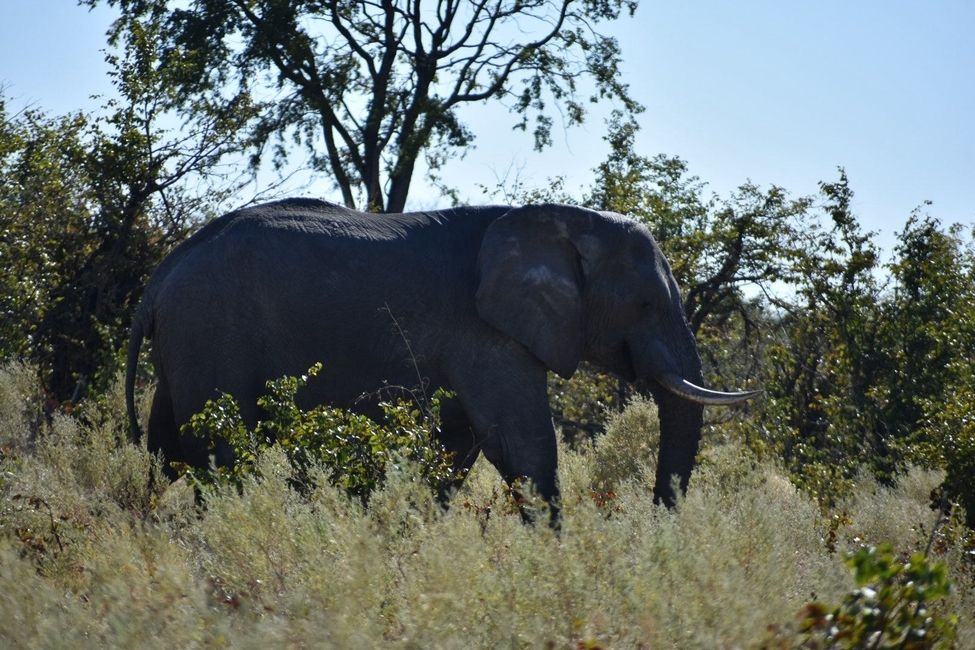 Elephant in the Okavango Delta