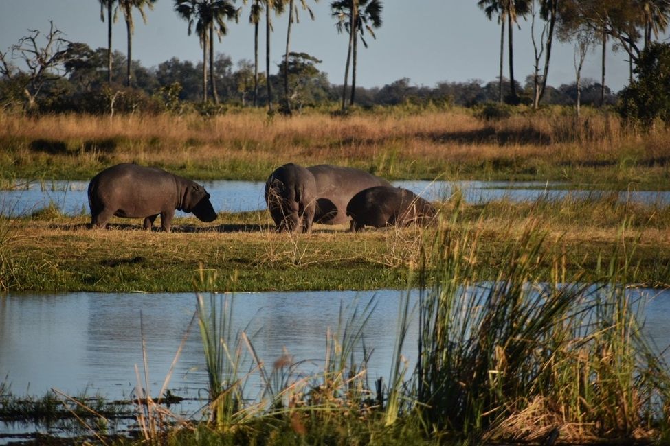 Hippos in the Okavango Delta