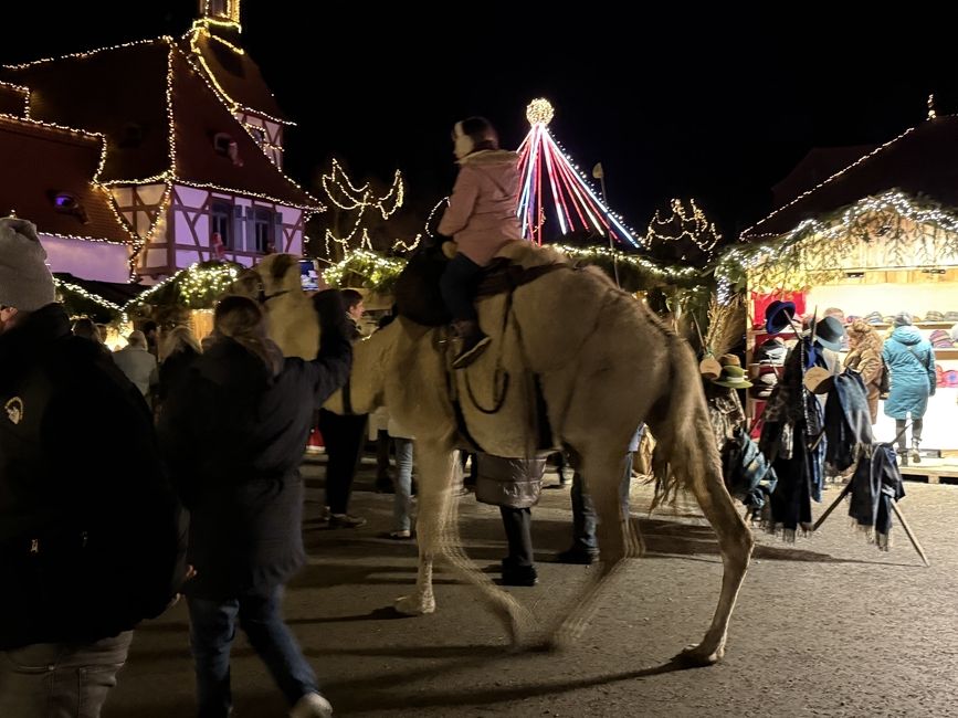A camel strolls through the German Christmas market