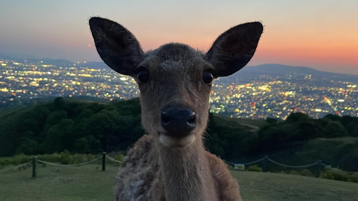 Nara deer