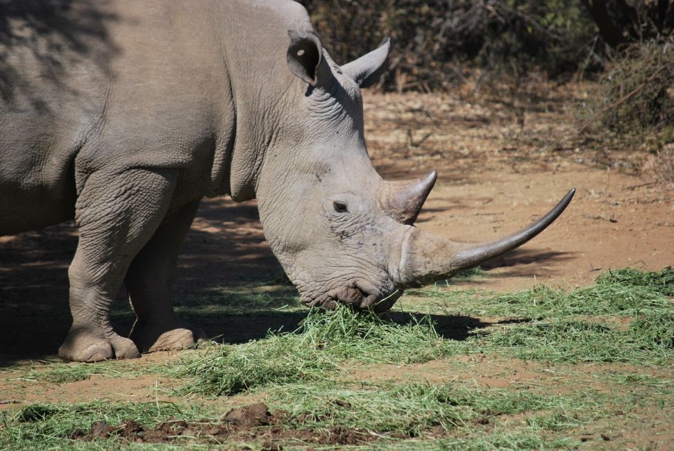 Rhino in Gaborone