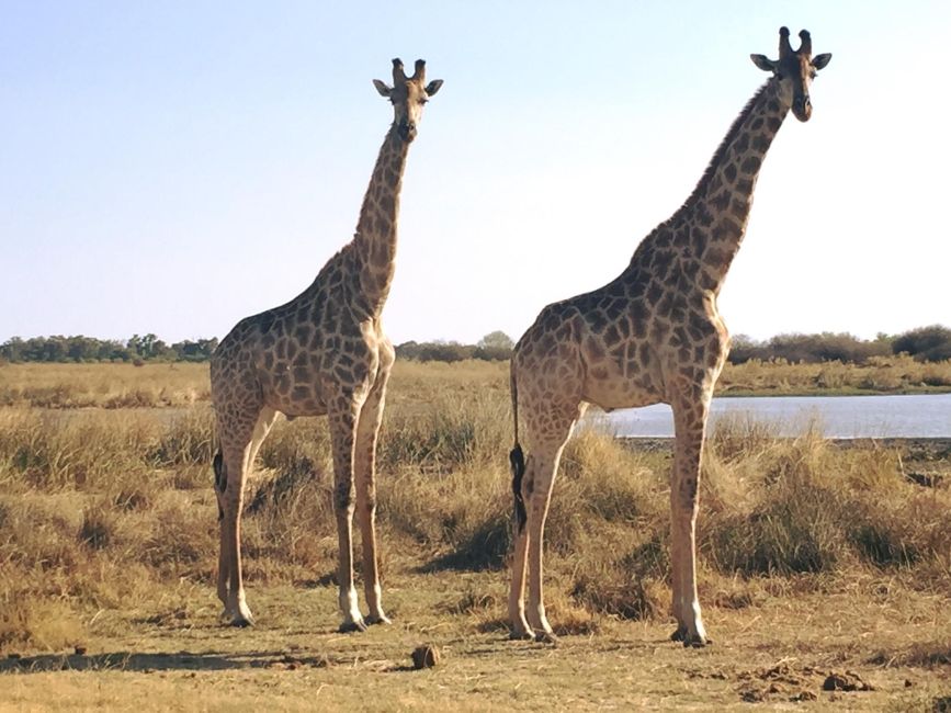 Giraffe in Gaborone