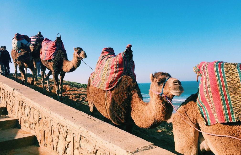 camels by the ocean rabat morocco