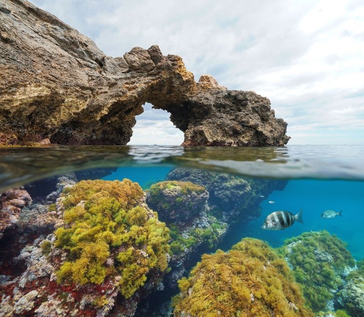 Underwater coral at the beach in Murcia, Spain